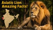 World Lion Day 2026: Amazing Asiatic Lion Facts Every Student Should Know