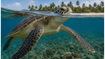 World Turtle Day 2026: Why These Ancient Survivors Need Your Help Right Now
