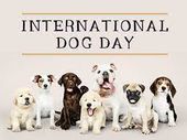 International Dog Day 2022 : ಅಂತರಾಷ್ಟ್ರೀಯ ಶ್ವಾನ ದಿನದ ಇತಿಹಾಸ, ಮಹತ್ವ ಮತ್ತು ಆಚರಣೆ ಬಗ್ಗೆ ಇಲ್ಲಿದೆ ಮಾಹಿತಿ International Dog Day 2022 : ಅಂತರಾಷ್ಟ್ರೀಯ ಶ್ವಾನ ದಿನದ ಇತಿಹಾಸ, ಮಹತ್ವ ಮತ್ತು ಆಚರಣೆ ಬಗ್ಗೆ ಇಲ್ಲಿದೆ ಮಾಹಿತಿ