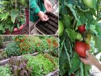 Online Vegetable Gardening Course for free