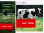 Would you like to have a dairy farm business? Check this online course