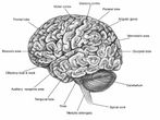 Online course on Human Neuroanatomy