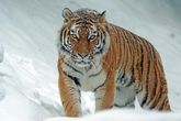 Project Tiger: Objectives, Tiger Population, Findings Of Tiger Census 2018 And List Of Tiger Reserves In India