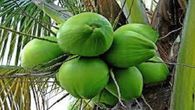 World Coconut Day 2022 Today, Sep 2: know history, significance and how it is celebrated