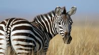 International Zebra Day; Origin, Significance and more