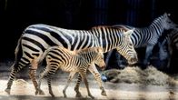 International Zebra Day 2025: A Call for Wildlife Conservation