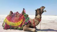 Which Indian State is Known for the White Desert?