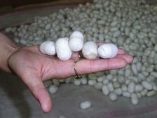 Career After 12th: रेशम उत्पादन में है करियर की बेहतरीन संभावनाएं 