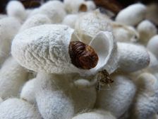 सेरीकल्चर: जानिए रेशम उत्पादन में करियर की संभावनाएं, कोर्स, सैलरी और योग्यता के बारे में