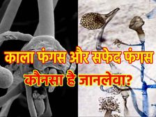 Black Vs White Fungus: ब्लैक फंगस और व्हाइट फंगस में फर्क, जानिए लक्षण और उपचार