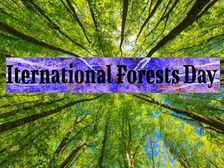International Forests Day 2023 Theme: कब और कैसे मनाया जाता है अंतर्राष्ट्रीय वन दिवस, जानिए इतिहास और महत्व