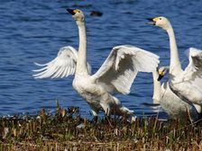 भारत में रामसर स्थलों की सूची 2024: सरकारी प्रतियोगी परिक्षाओं में पूछे जाते हैं ये प्रश्न