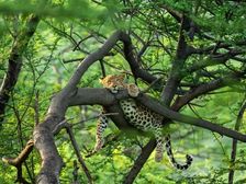 राष्ट्रीय उद्यानों की सूची 2022: List of National Parks in India in Hindi