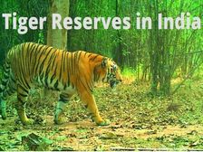  भारत में टाइगर रिजर्व और टाइगर जनसंख्या कितनी है जानिए
