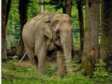 जानिए किस राज्य के लिए जाना जाता है कौन सा पशु