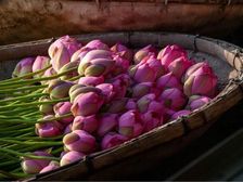 भारतीय राजकीय फूलों की सूची: किस राज्य को किस फूल के लिए जाना जाता है