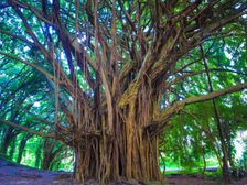 भारत के किस राज्य को किस पेड़ के लिए जाना जाता हैं जानिए