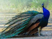 जानिए किस राज्य के लिए किस पक्षी को जाना जाता है