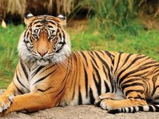International Tiger Day 2022: रणथंभौर बाघों का गढ़, महाराष्ट्र से भी टाइगर लाएंगे