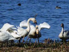 रंगनाथिट्टू बर्ड सैंक्चुरी यूपीएससी: जानिए रंगनाथिट्टू पक्षी अभयारण्य के बारे में