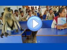 Jharkhand: लंगूर को चढ़ा पढ़ाई का चस्का, रोज ले रहा क्लास- देखें वायरल वीडियो