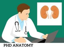 एनाटॉमी में पीएचडी कैसे करें (Career in PHD Anatomy)