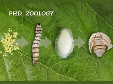 जूलॉजी में पीएचडी कैसे करें (Career in PHD Zoology)
