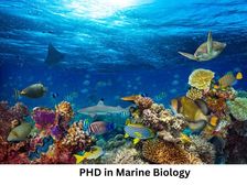 मरीन बायोलॉजी में पीएचडी कैसे करें (Career in PHD Marine Biology)