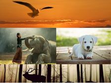 जानिए भारत में कितनी है विभिन्न पशुओं की जनसंख्‍या