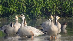 World Wetlands Day 2024: कब और क्यों मनाया जाता है विश्व आर्द्रभूमि दिवस, जानें इस दिन की थीम और इतिहास