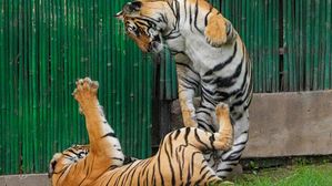 International Tiger Day: कब और क्यों मनाया जाता है अंतर्राष्ट्रीय बाघ दिवस? जानिए इस दिन का महत्व और इतिहास 