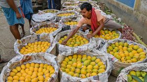 कब और क्यों मनाया जाता है राष्ट्रीय आम दिवस? जानिए इस दिन का महत्व और उद्देश्य