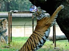 இன்று சுற்றுச்சூழல் தினம் 