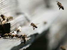 சிவப்பு நிறத்தை கண்டால் தேனீ மிரளுமா?  