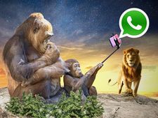 மெக்கானிக்கல் குரங்கு, எலக்ட்ரிக்கல் சிங்கம் - ஷாக் அடிக்கும் வாட்ஸாப் !