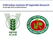 வேலை, வேலை, வேலை..! காய்கறி ஆராய்ச்சிக்கு ரூ.30 ஆயிரம் ஊதியம்!