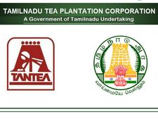 10-வது தேர்ச்சியா? தமிழ்நாடு தேயிலை தோட்டக் கழகத்தில் கொட்டிக்கிடக்கும் வேலை வாய்ப்புகள்!