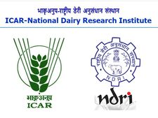 ரூ.35 ஆயிரம் ஊதியத்தில் தேசிய பால் ஆராய்ச்சி நிறுவனத்தில் வேலை வேண்டுமா? விண்ணப்பிக்கலாம் வாங்க!