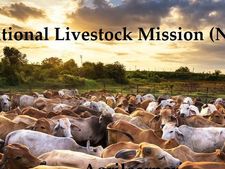 National Livestock Mission (NLM) 2022:ரூ.50 லட்சம் வரை மானியத்தில் ஆடு, கோழி வளர்க்கலாம்...!