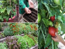 Online Vegetable Gardening Course for free