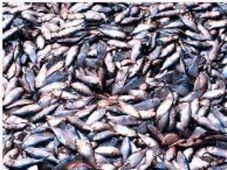 Become a Marine Conservator with this online course