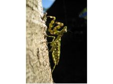 Learn the process of evolution of species with this online course