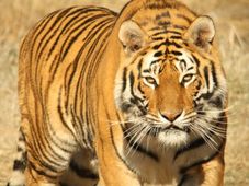 Teachers to help create wildlife awareness in Assam