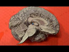 Learn how to understand your brain