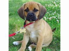 University of Edinburgh offers course on Animal Behaviour and Welfare