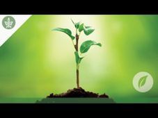 What a Plant knows? Online course by Tel Aviv University