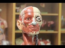 HKPolyUx offers online course on Human Anatomy