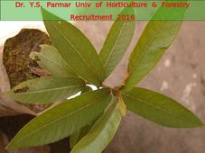 Dr. Y.S. Parmar Univ of Horticulture & Forestry Recruits Various Posts