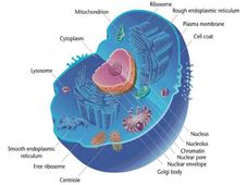 Guru Nanak Dev University Offers Short Term Course on Gene Expression in Eukaryotes