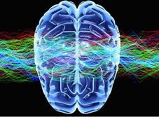 Online Course on Medical Neuroscience from Duke University